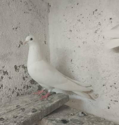 Patti wala Resulted Pair