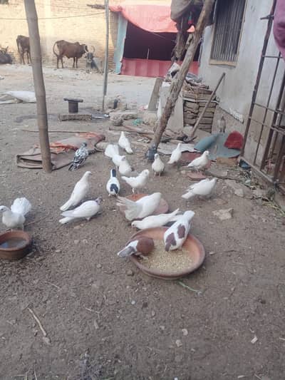 Love birds and budgies set up for sale