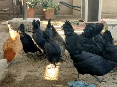 Australorp misri rumoan brown or golden egg starter