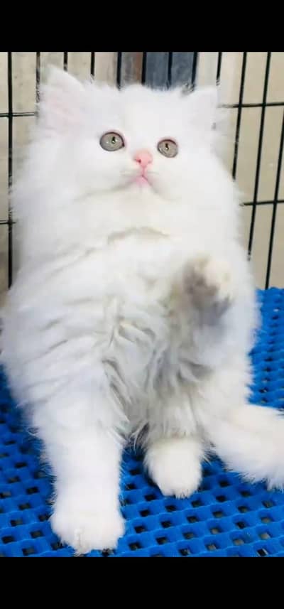 Quality Persian Punch face cat & kitten =03065316938=Whatsapp