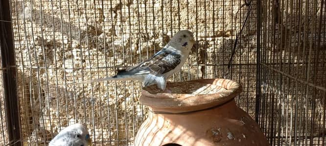 Top Quality black wing breeder pair Blue grey color rare color