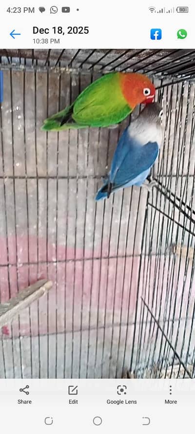 green opline male blue fishri female pair with one chick forsefor sell