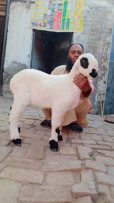 Mundra | Chatra | Bakra | Sheep | Goat | Sheep for sale