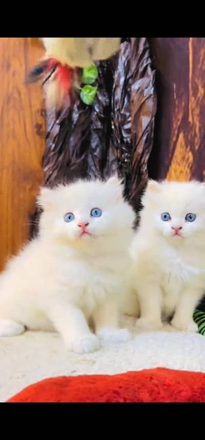 Quality Persian Punch face cat & kitten =03065316938=Whatsapp