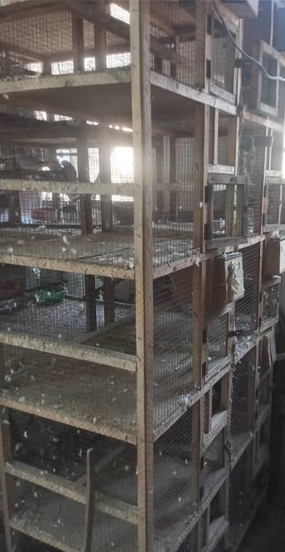 Ful Setup, Fawn Java, Dove, Wooden Cages