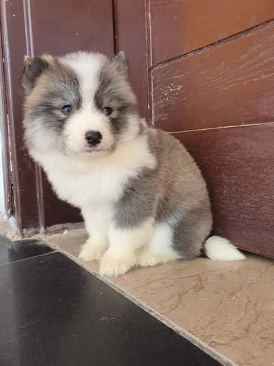 Siberian Husky puppies | Blue Eyes | Husky puppies/wolly coat puppy