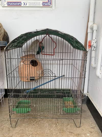 Love bird ka pair ha bread pa ha egg dana wala ha