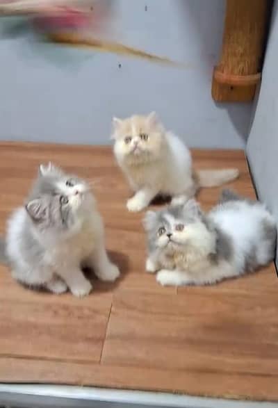 Quality Persian Punch Face Cats & Kittens . 03062848895WhatsApp