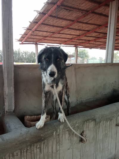 Afghan kuchi Dog