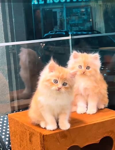 Punch face kitten for sale   WhatsApp, 03126762031