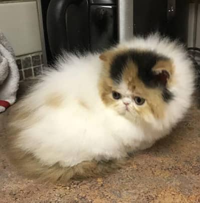 Persian Peki/Peke kitten