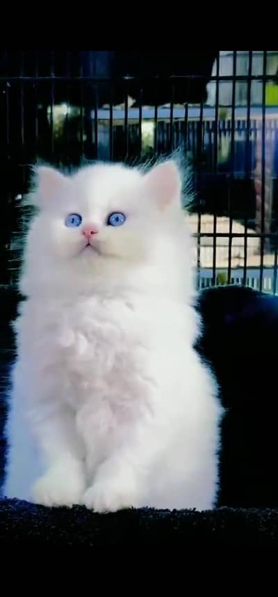 Quality Persian Punch face cat & kitten =03065316938=Whatsapp