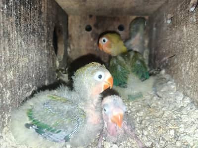 green Ewing opaline chicks  what app: 0302 6247572