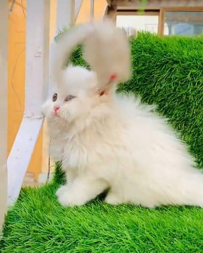 Punch face kitten for sale   WhatsApp, 03126762031