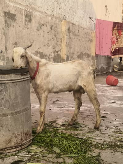 Bakra hai bakra
