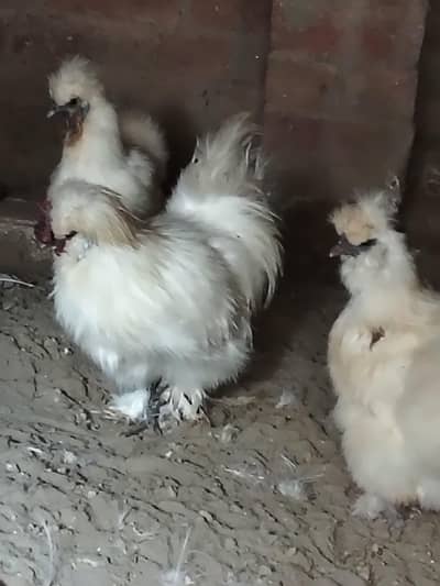 Silkie Breeder trio for sale