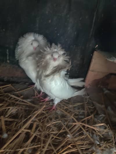 jacobin Pair A+ quality and Frilback Female