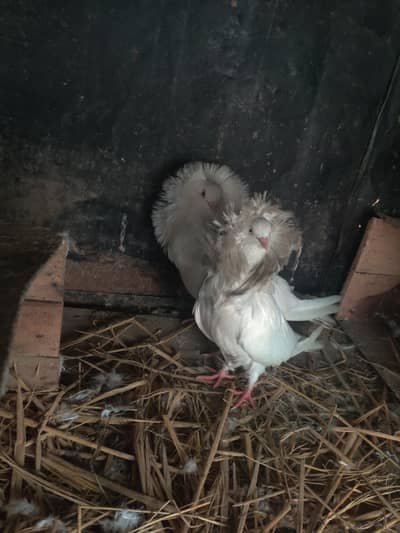 jacobin Pair A+ quality and Frilback Female