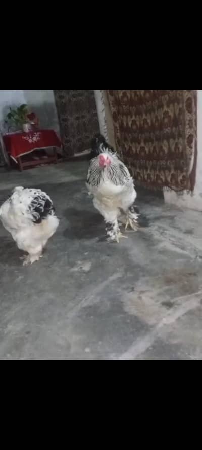 Light Brahma top quality pair