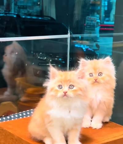 Punch face kitten for sale   WhatsApp, 03126762031