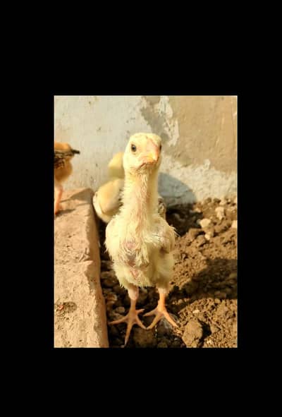 aseel shamo / white shamo chicks / shamo chicks / shamo / white shamo