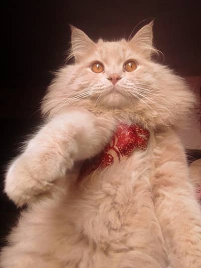 light fawn cat for sell