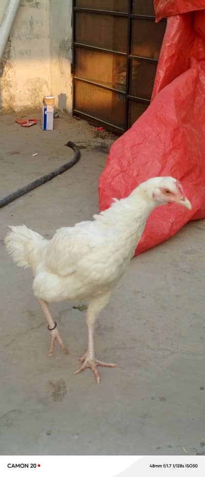 Paper white heera aseel female whtsaap 03218731132