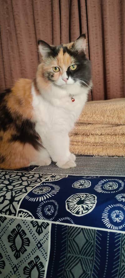 i want to sale my persian cat