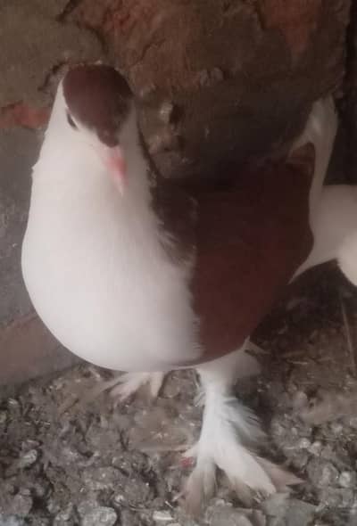 healthy and active male