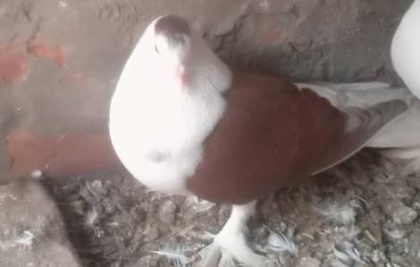 healthy and active male