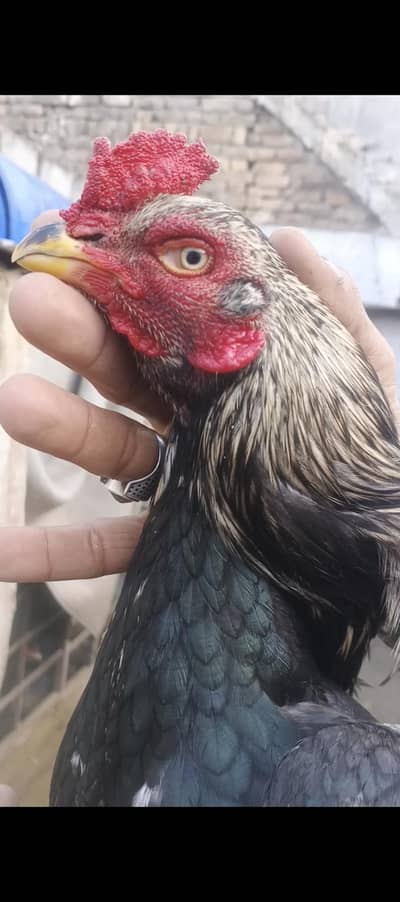 java patha outclass quality