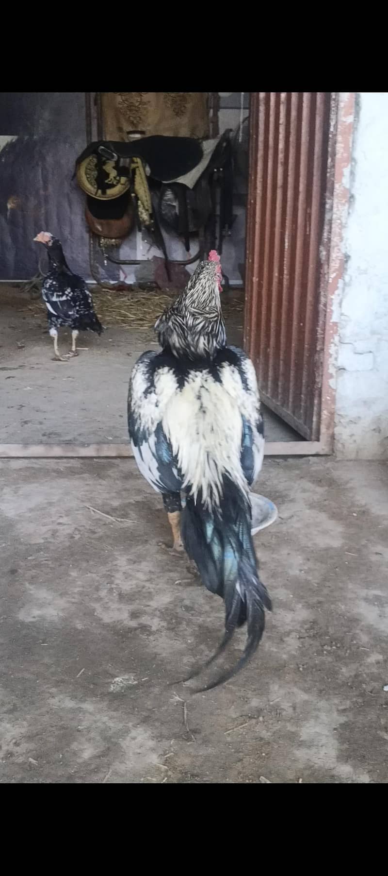 java patha outclass quality 1