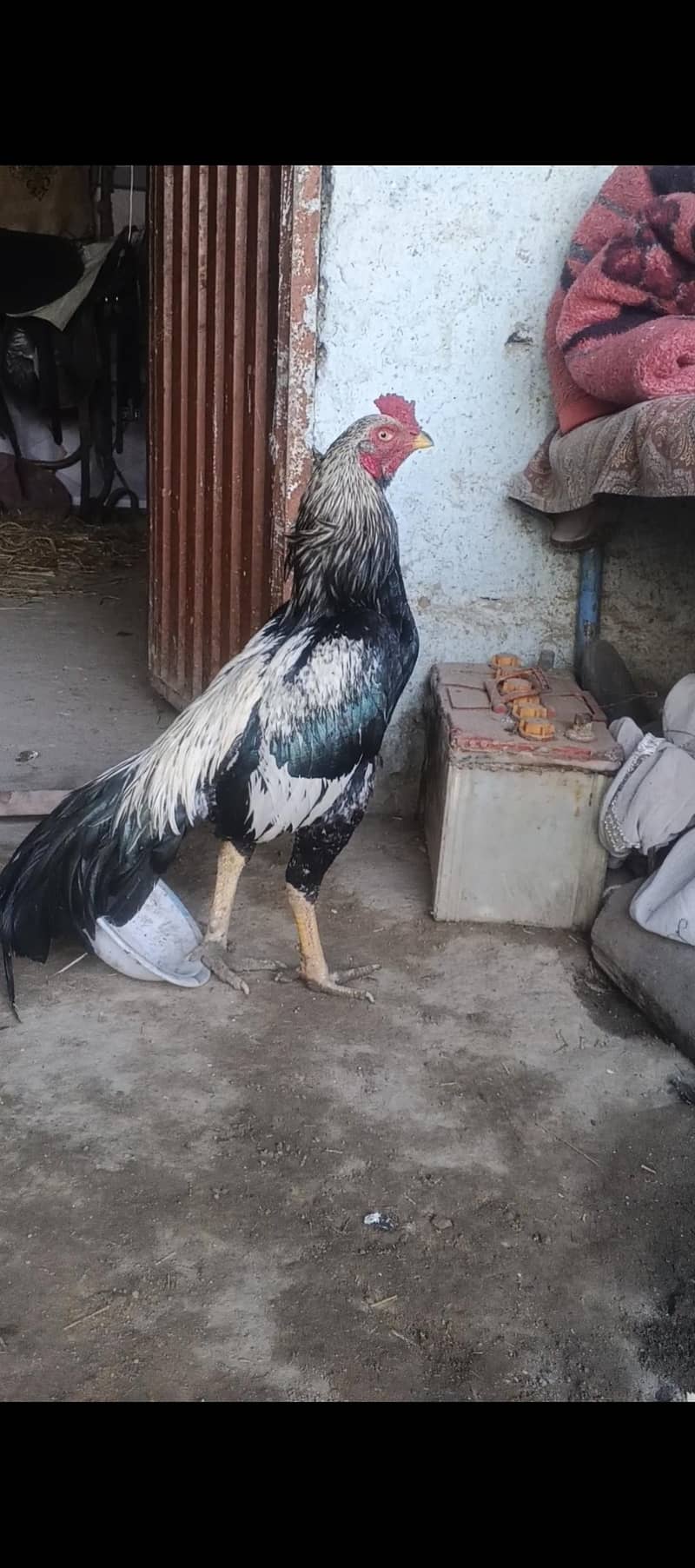 java patha outclass quality 2