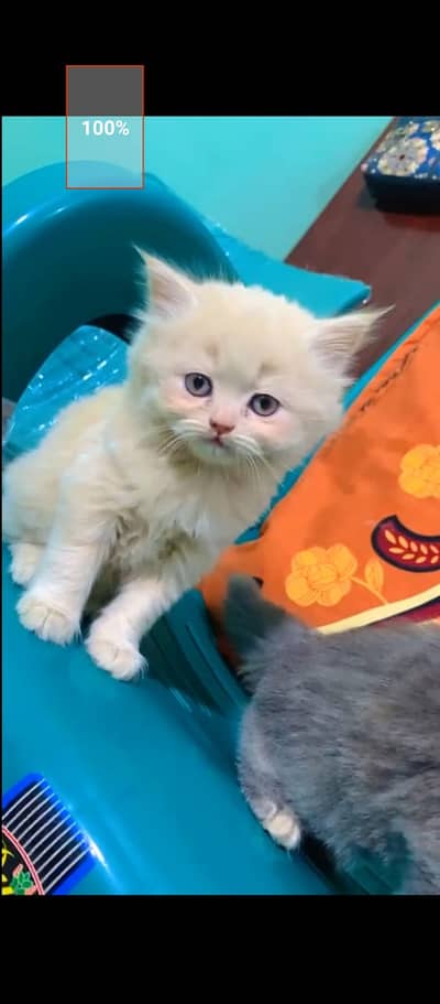persian kittens looking for a new home