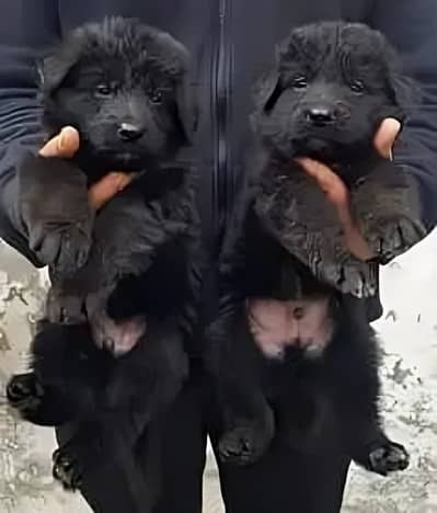 German Shepherd \ Black Shepherd \ long coat \ Gsd puppies \dog \puppy