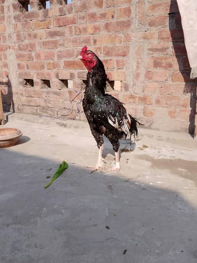 Aseel Murga lasani cross