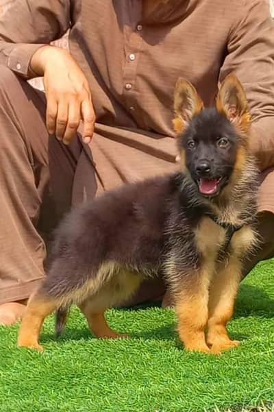 German Shepherd 03262839519