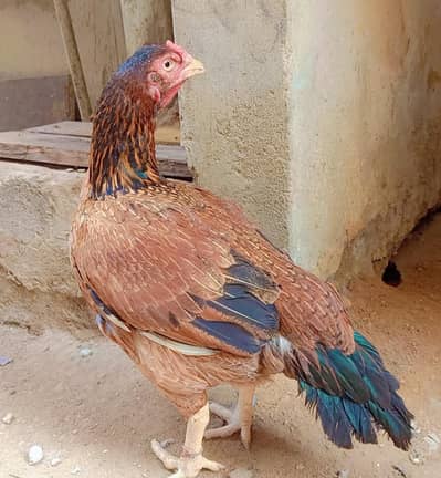 Pure mianwali female murgi hen
