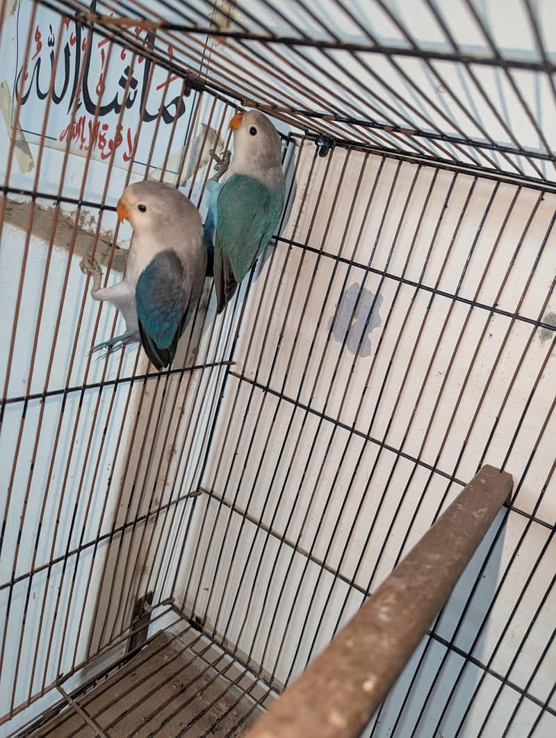 Blue fishre split opline 0