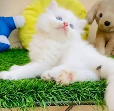 Quality Persian Punch Face Cats & Kittens . 03062848895WhatsApp