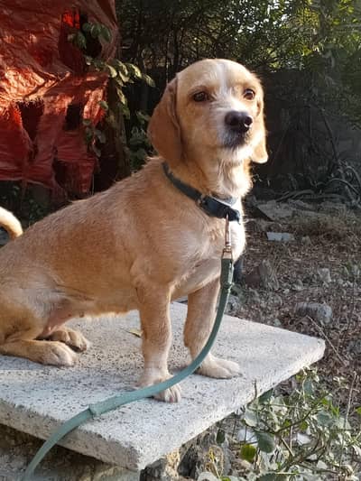 French Basset  female dog