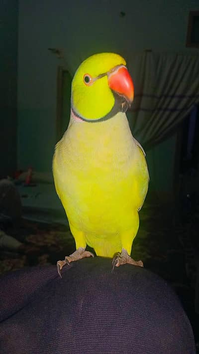 Ringneck parrot full taan ha