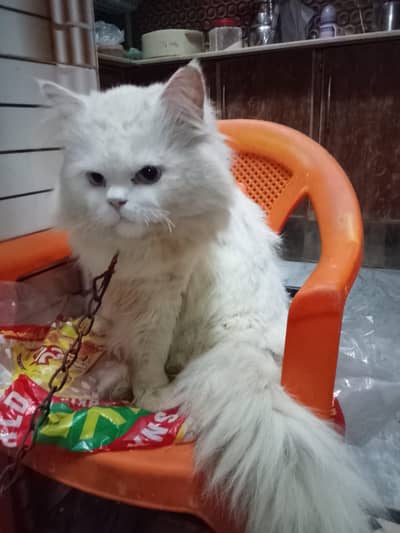 Persian kitten | triple coated Kittens |  punch face Fluffy kitten |