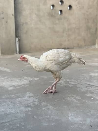 Aseel murga , Aseel Murgi