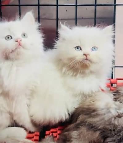 Quality Persian Punch Face Cats & Kittens . 03062848895WhatsApp