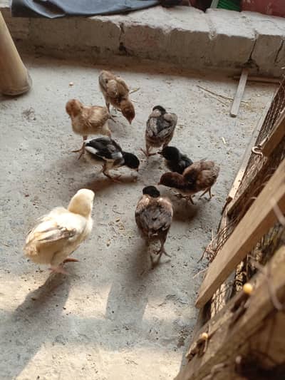 Band Gadhi Aseel Chicks