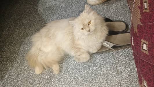 cat  Persian cat 