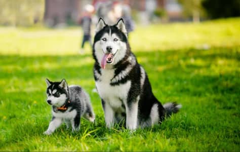 Siberian husky puppies 03425137217