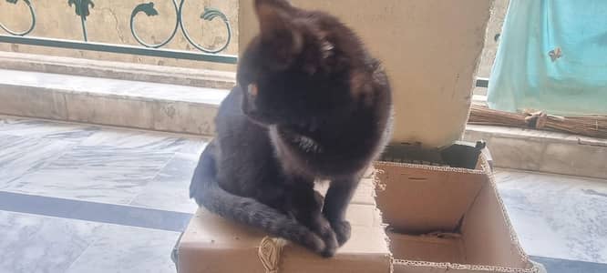 persian cat for sale