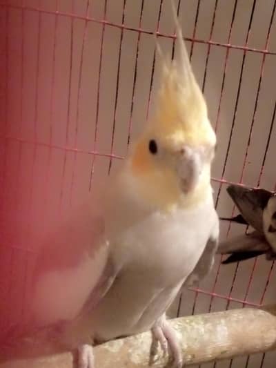 cooktail adult female parrot beautiful female